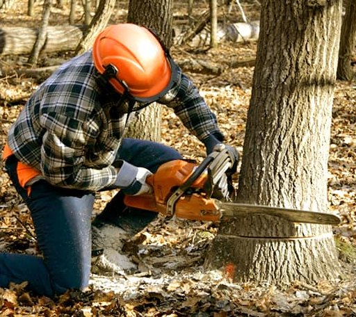 Tree Removal in Bluford, IL